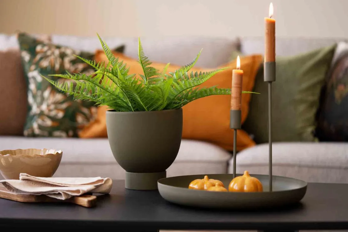 Kremmerhuset Bregne i potte| Grønne Planter