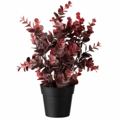 Kremmerhuset Eucalyptus, burgunder| Grønne Planter