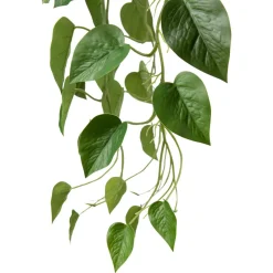 Kremmerhuset Hengende Gullranke| Grønne Planter