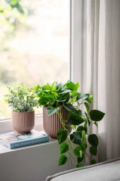 Kremmerhuset Hengende Gullranke| Grønne Planter