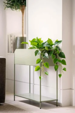 Kremmerhuset Hengende Gullranke| Grønne Planter