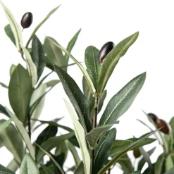 Kremmerhuset Oliventre i potte H 120 cm| Grønne Planter