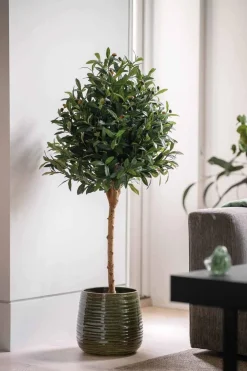 Kremmerhuset Oliventre i potte H 120 cm| Grønne Planter