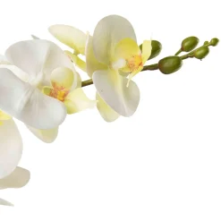 Kremmerhuset Orkide i potte| Grønne Planter