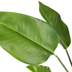 Kremmerhuset Plante Banantre 123 cm| Grønne Planter