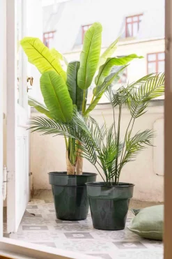 Kremmerhuset Plante Banantre 135cm| Grønne Planter