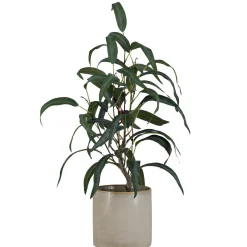 Kremmerhuset Plante Blader i potte| Grønne Planter