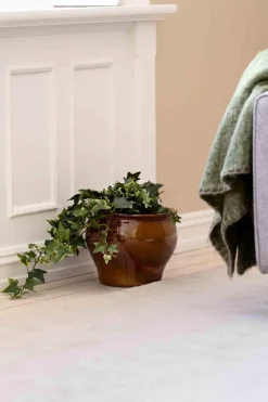 Kremmerhuset Plante Eføy tofarget| Grønne Planter