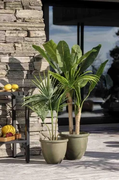 Kremmerhuset Plante Kwai palme 130 cm| Grønne Planter
