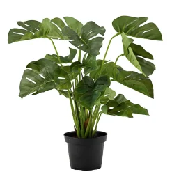 Kremmerhuset Plante Monstera| Grønne Planter